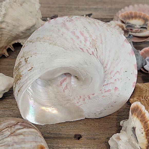 Natural Seashell and Coral Collection 10 shells & clam shells - Picture 3 of 13
